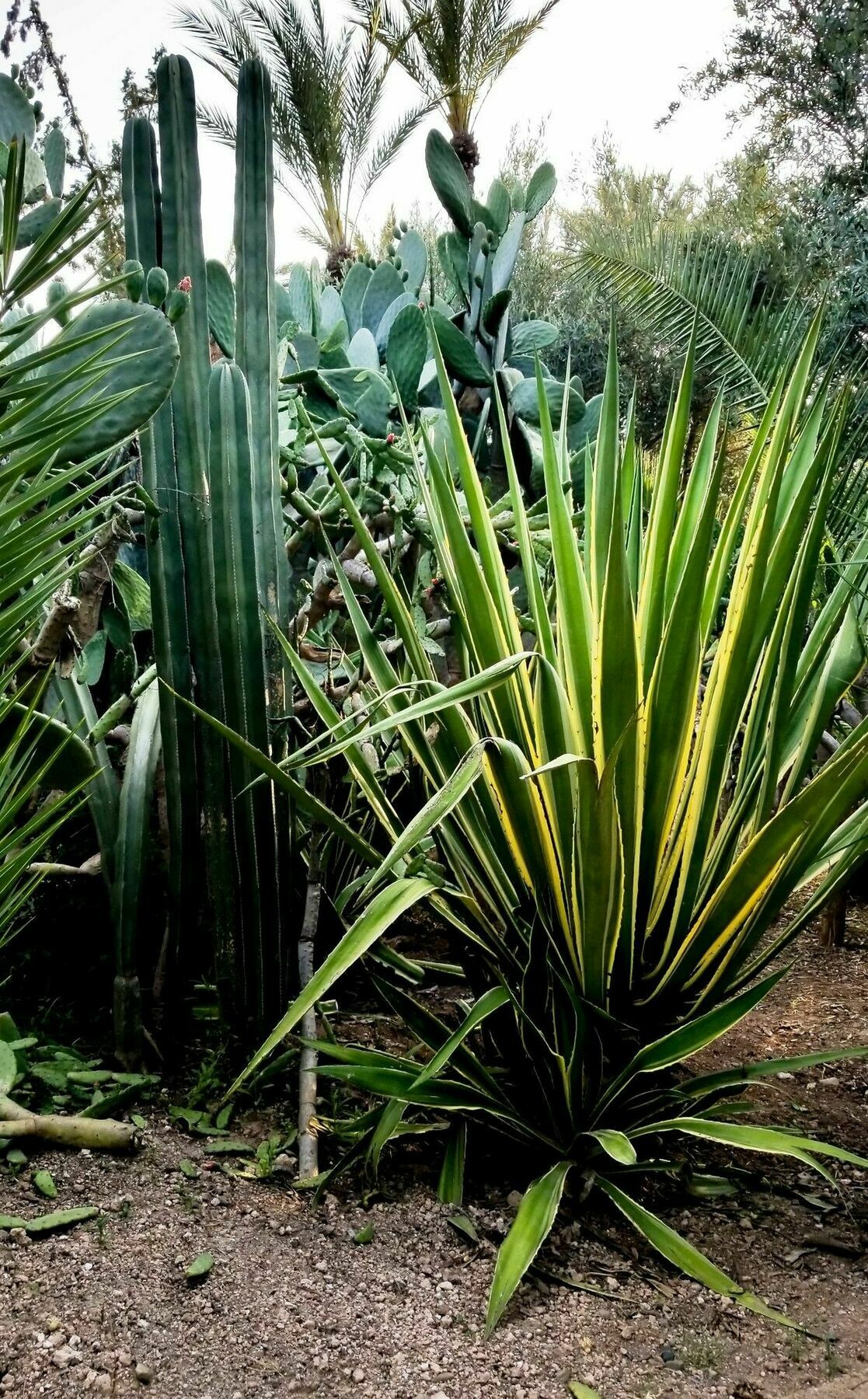מרקש All Green House מראה חיצוני תמונה